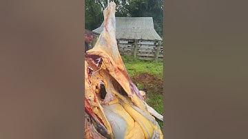 skinning beef with the trailer