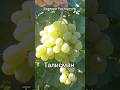 Виноград Талисман, с мускатом, средне-ранний в Алматы 28.09.2025.