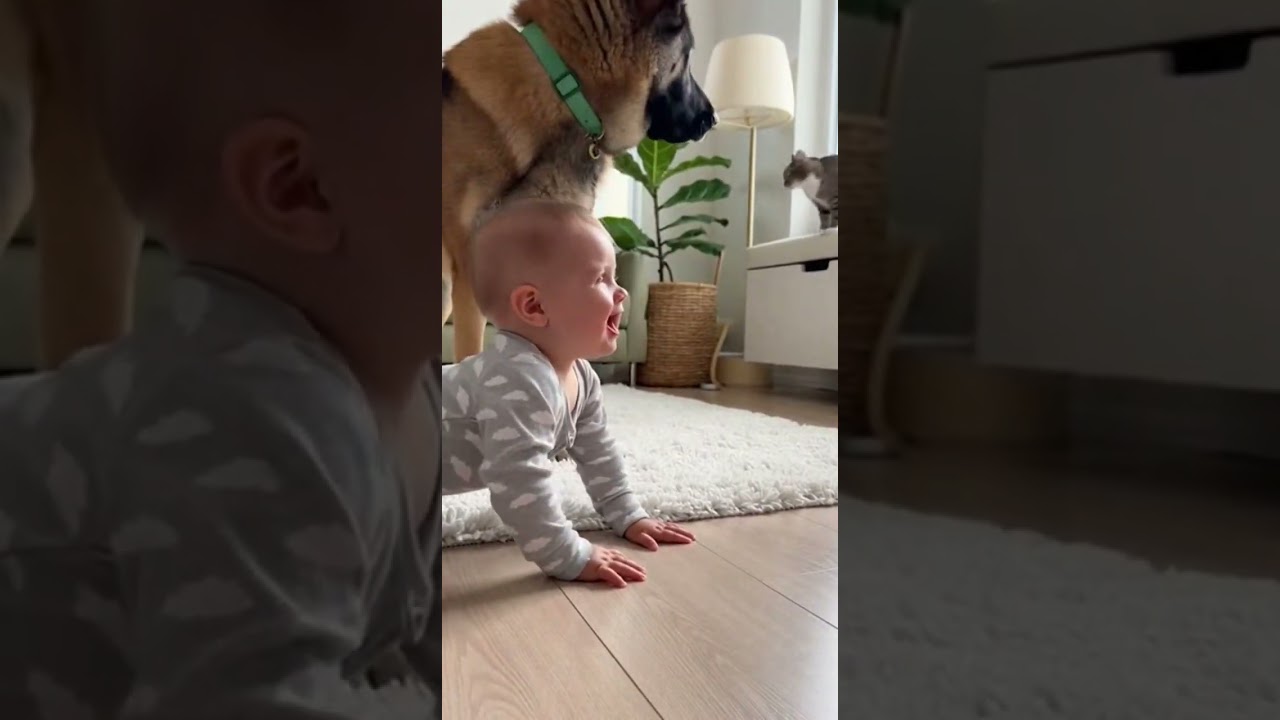 Baby laughs loudly  dog protector  cat panics 🐶🐱👶 