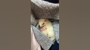 Sóc bay úc lucy dễ thương