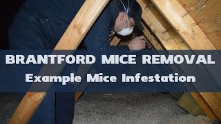 Example Mice Infestation in Attic - Brantford Mice Removal