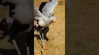 secretary bird attacking snake