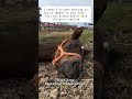 kindly donate through our donation link in bio to help A #horse #america #goviral #usa #UnitedStates