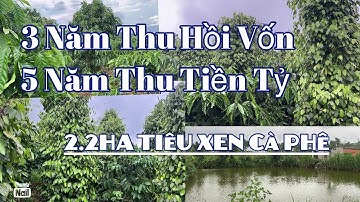 Bán gấp 2.2ha tiêu xen cà phê thu chính . Thu khủng . 0981323524
