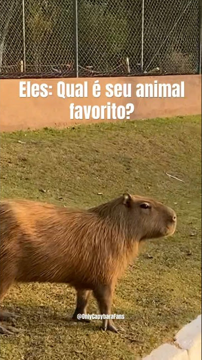 capivara #animaisengraçados #capybara #brasil #tiktok #br #cute