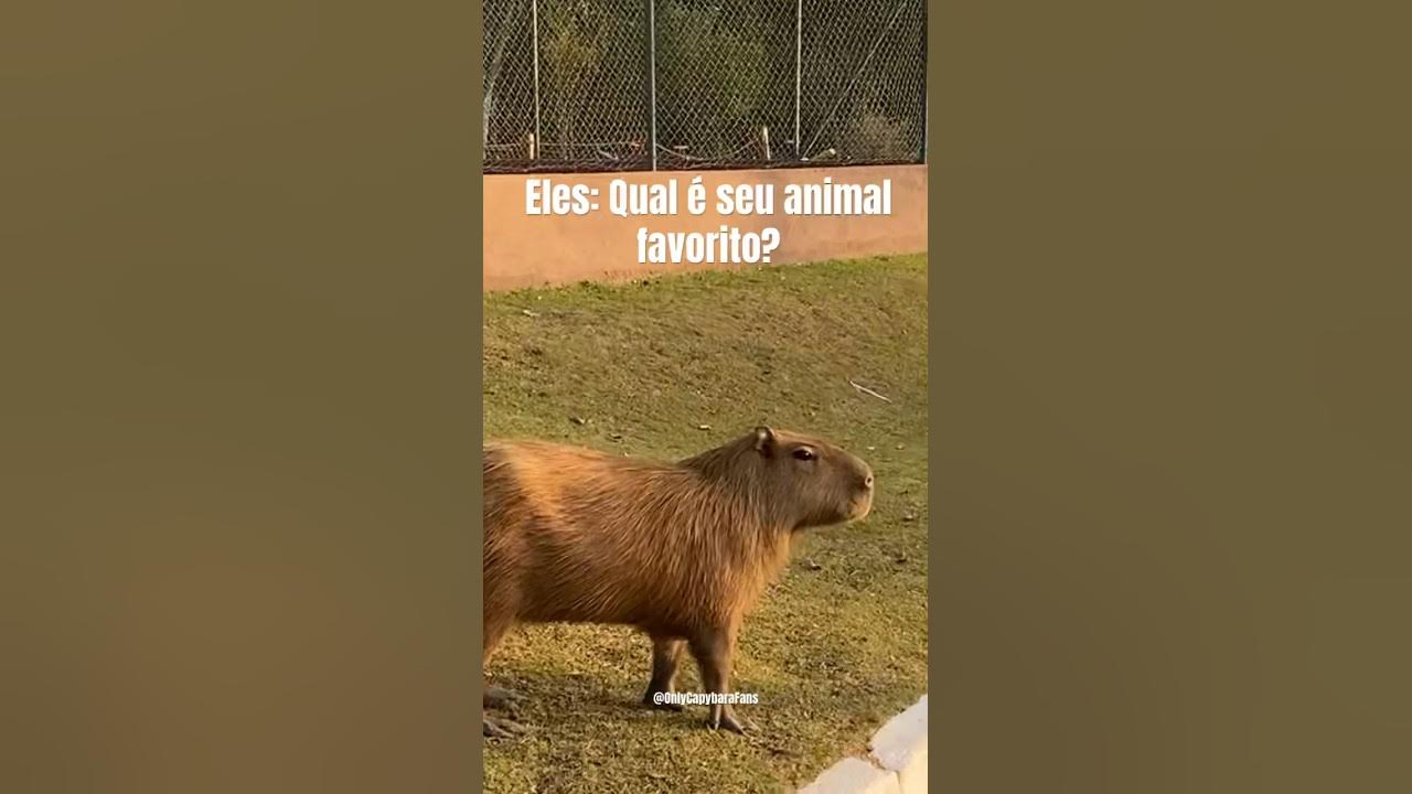 A CAPIVARA É O BICHO MAIS LEGAL - ANIMAÇÃO (@cartoonsbiel8538) 