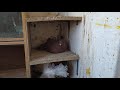 #Голуби#Pigeons Как я завел голубей.