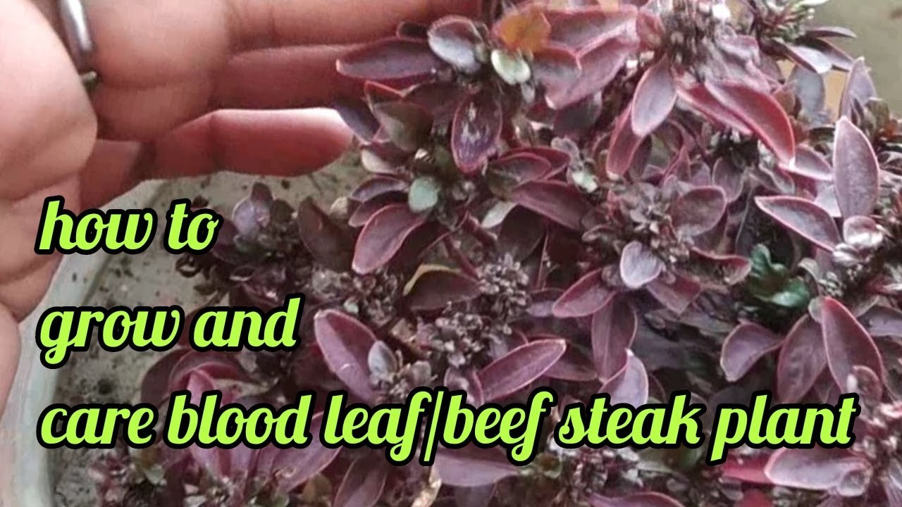 How to grow and care beef steak plant YouTube