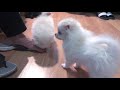 Most Adorable Cute Twin Pomeranian Puppies