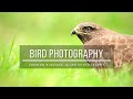 BIRDS of PREY PHOTOGRAPHY | Photographing from photoblind | Common BUZZARD