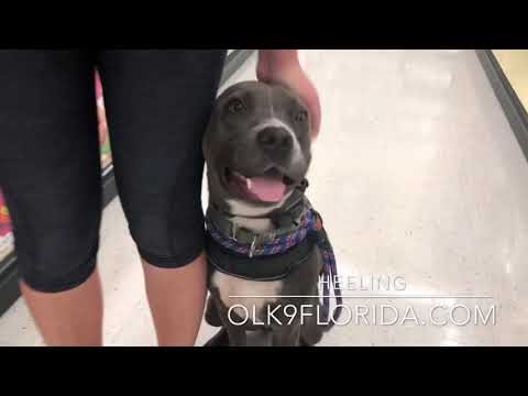 1-yr-old-pitbull-“buddha”-|-port-saint-lucie-dog-trainer-|-best-pit-bull-trainer