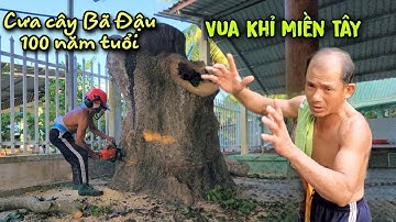 Siêu Thử Thách! Vua Khỉ Làm Điều Lạ Trước Khi Cưa Cây Ba Đậu Siêu Khủng Và Điều Bất Ngờ Khi Cưa