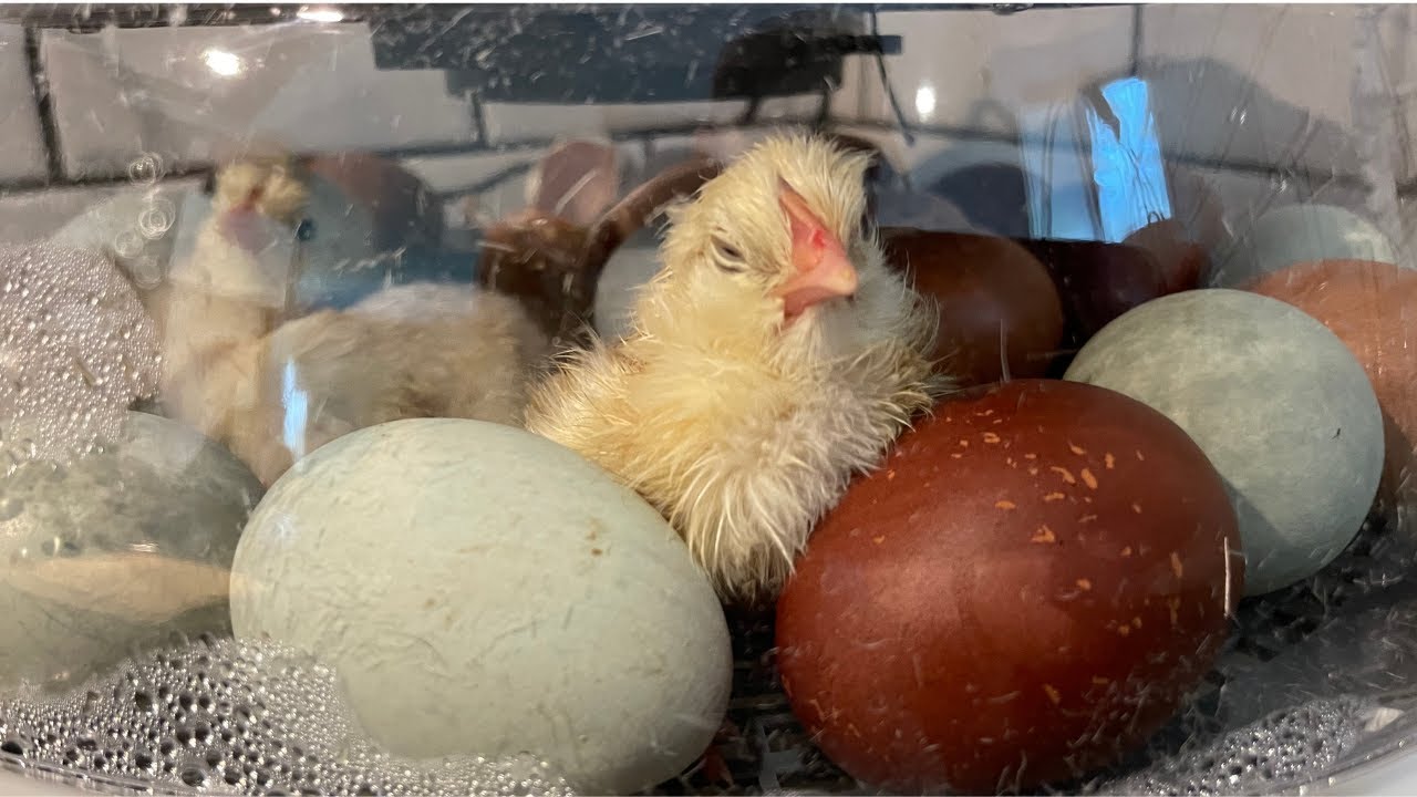 Backyard Chickens: CAUGHT ON VIDEO! Hatching Baby Chicks