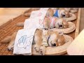 雨音に包まれて眠る子犬たち|癒しと安らぎの時間