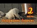 содержание поросят, корейские, вьетнамские,  часть 2  выпуск 11, Шаповаловы