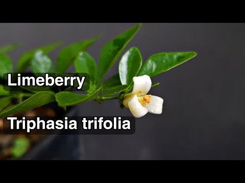 Video: Limeberry Plant Information - Limeberry Propagation and Growing Limeberry Fruit