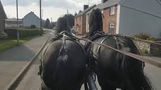 Very Nice Stallions Ridden In Dubble. Beart 411 And Bartele 472 .
