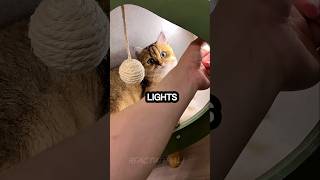 Title:He Bought Glowing Shoes for His Cats... Biggest Mistake Ever! 😱🐱 #shorts