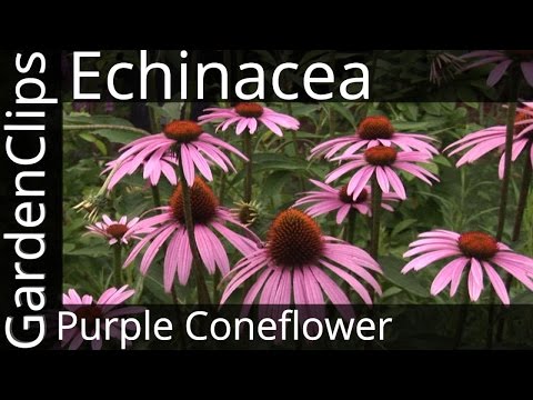 Video: Echinacea purpurea flowers