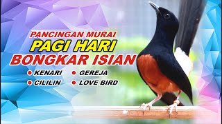 🔴 LIVE 15 - Pancingan Murai Batu Pagi hari Full Isian Tembakan kasar Murai Diam Pasti Nyaut