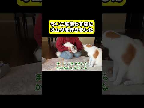 う○こを落とす猫にオムツを作りました　#猫 #おもしろ #アテレコ #ニャンチューバーつくし