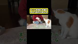 う○こを落とす猫にオムツを作りました　#猫 #おもしろ #アテレコ #ニャンチューバーつくし｜ニャンチューバーつくし 【関西弁でしゃべる猫】