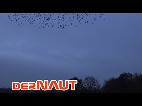 Dohlenschwarm | Flock of jackdaws | Free to use 4K footage - creative commons