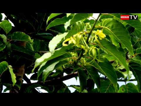 Vidéo: Soin des plantes de Champaca - Comment faire pousser des arbres de Champaca parfumés dans le jardin