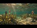 Seahorses in the Seagrass 🌿 Lofi to Study &amp; Relax 🎵 seagrass drift
