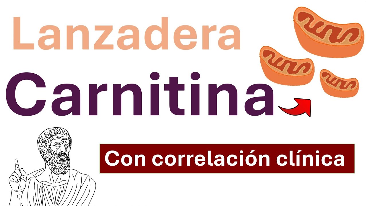 l carnitina mecanismo de accion accin de la L-carnitina Suplementacin con L-Carnitina en la