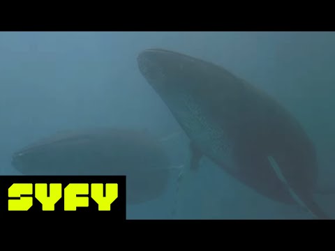 The Whales of Star Trek IV Translate An Important Scene | SYFY