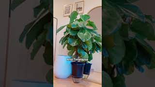 Fiddle Leaf Fig Care Water, Fertilise, Sun, Drop