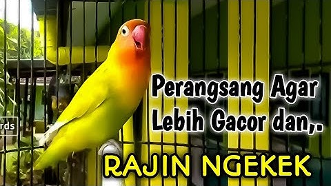 PERANGSANG Suara Burung Lovebird Agar Lebih Gacor dan RAJIN NGEKEK