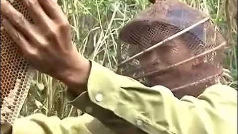 Mật ong rừng Bác Ba - Quy trình lấy mật ong trong rừng U Minh Hạ (Cà Mau)