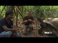 WILDLive! - Tortues géantes d'Aldabra - S01 E01