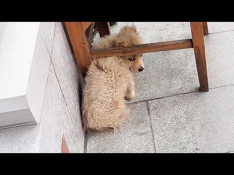 A terrified stray puppy hid under a chair and refused to come out,I shared half my bun with it...