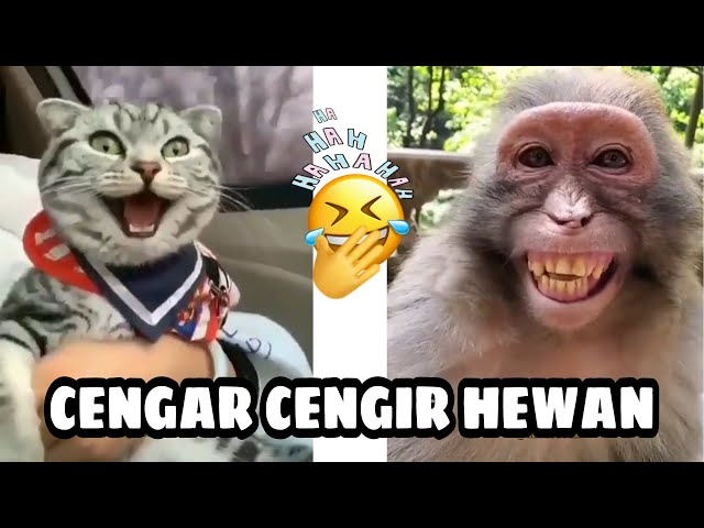 CENGAR CENGIR HAWAN ANEH PERSI ONDER SEPOT class=