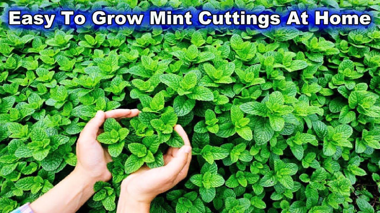 Very Fast & Simple Method to Grow Mint At Home || Easiest Method for  Beginners to Grow Mint Plants