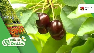Cerezas tardías en el Bajo Cinca