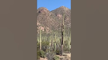 Thumbnail of These Giant Cactus are the tallest I have ever seen at the Saguaro National Park in Arizona.