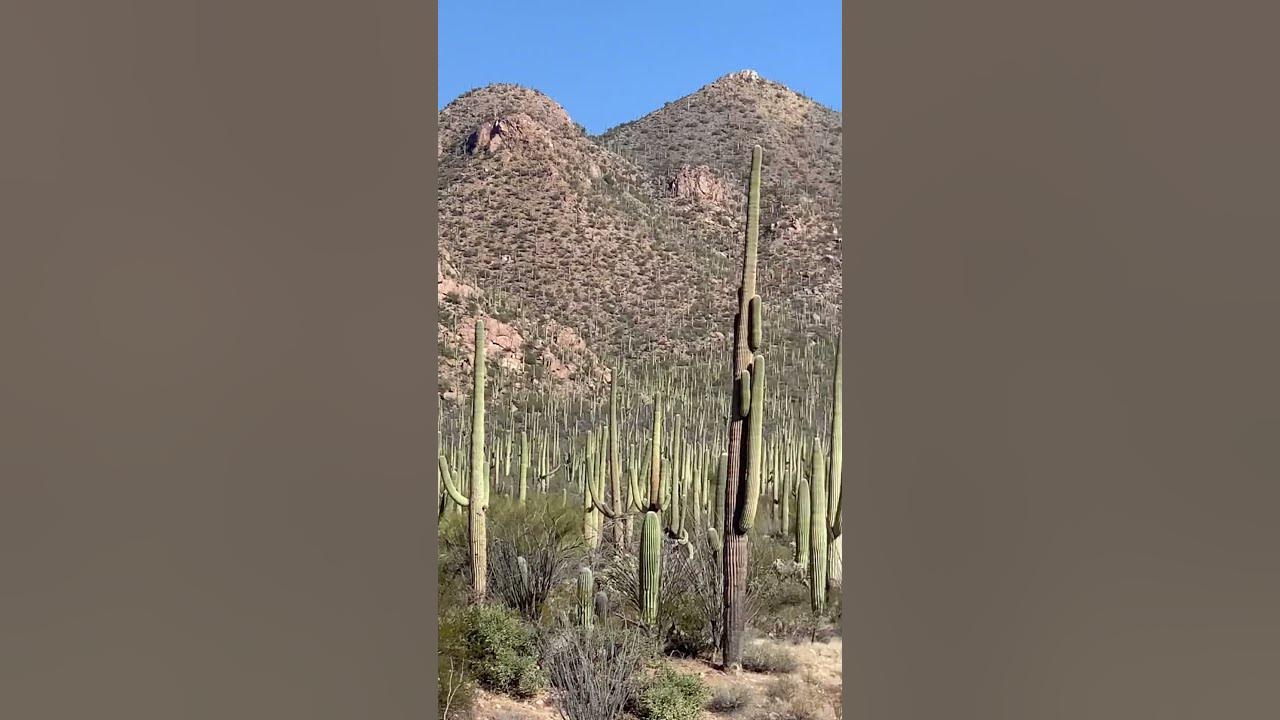 These Giant Cactus are the tallest I have ever seen at the Saguaro National Park in Arizona.