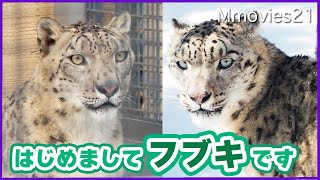 【フブキ来園】シジムと檻越しスリスリお見合い中〜円山動物園ユキヒョウ~Snow Leopards at Maruyama Zoo