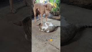 aso sobrang kulit talaga kay pusa,ganyan sila kung maglaro#ytshorts#ytshortsvideo#shortsfeed#shorts