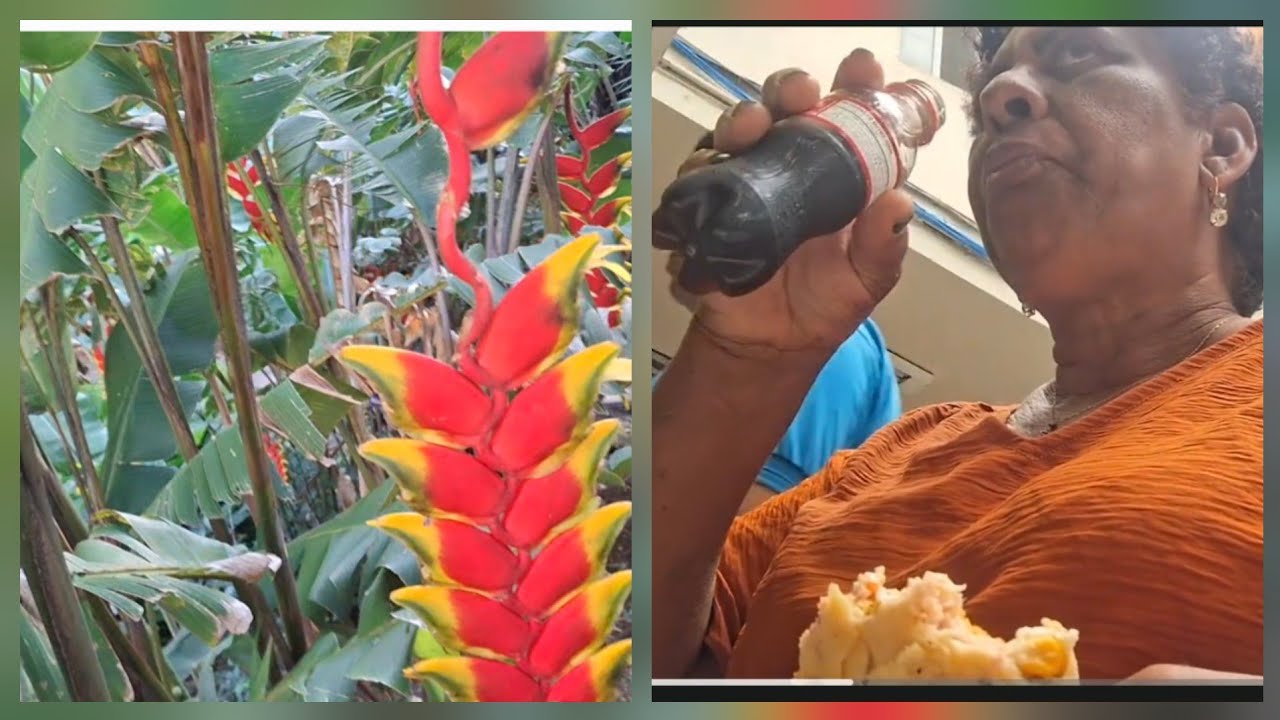 Viajei, consultei, fiz registro de lindas plantas.