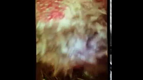 Kdo je nejmenší pěvec světa?