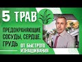 5 Трав, Предохраняющие Сосуды, Сердце, Грудь, от Быстрого Изнашивания