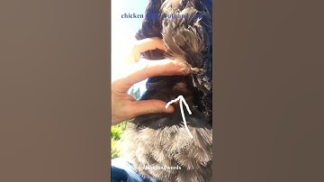 Where is the #chicken #vent - where the #eggs come out?