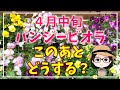 本当は処分したくない/名残惜しくて一部は保留/挿し芽に挑戦/楽しませてくれてありがとう💕/また次シーズン/パンジービオラ/ビオレッタ/極小輪ビオラ/パンジーアプリコットシェード