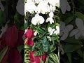 An arrangement of Orchids and Plants