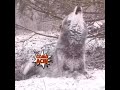 Nut-shot Wolf meme